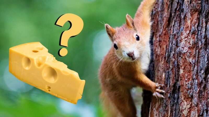 Do Squirrels Eat Cheese