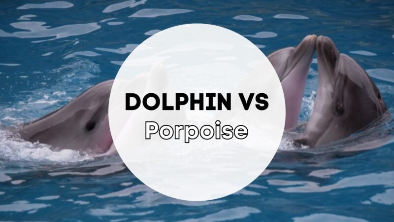 Dolphin Vs Porpoise: What Is The Difference?