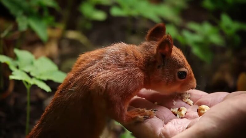 Feeding Squirrels