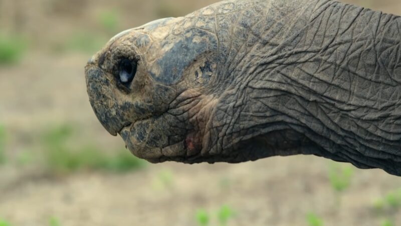 Giant Tortoise