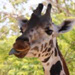 Giraffe Tongue