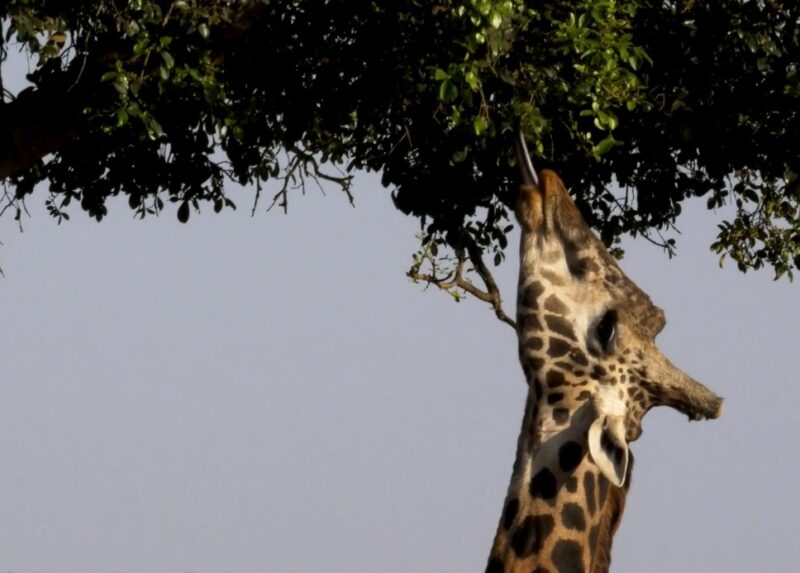 Giraffe Tongue Length