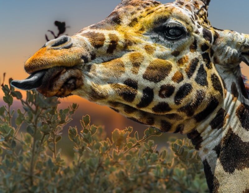 Giraffe Tongue Salivation Mechanism