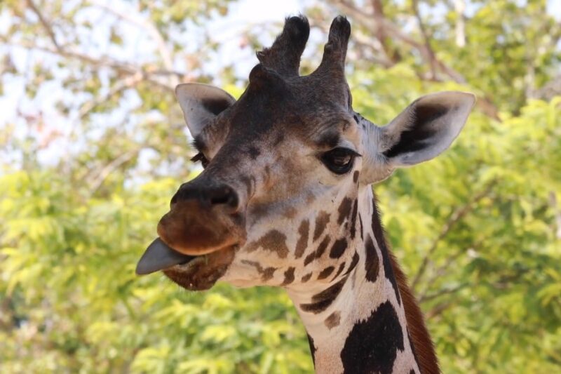 Giraffe Tongue