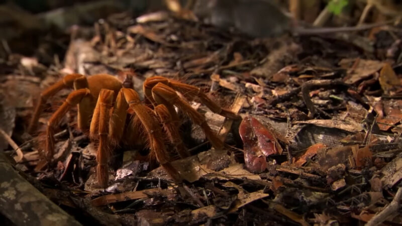 Goliath Tarantula