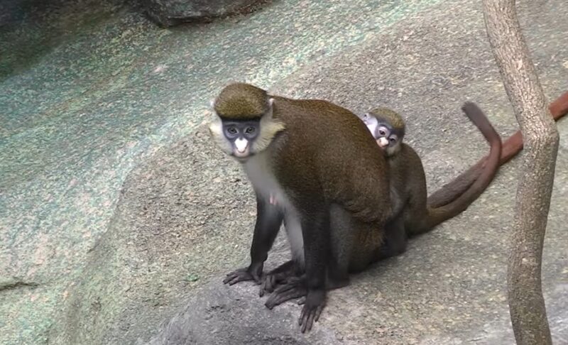 Guenons Monkeys