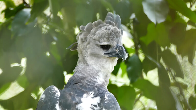 Harpy Eagle