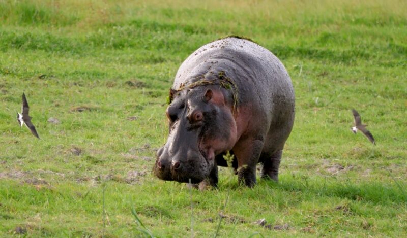 Hippopotamus