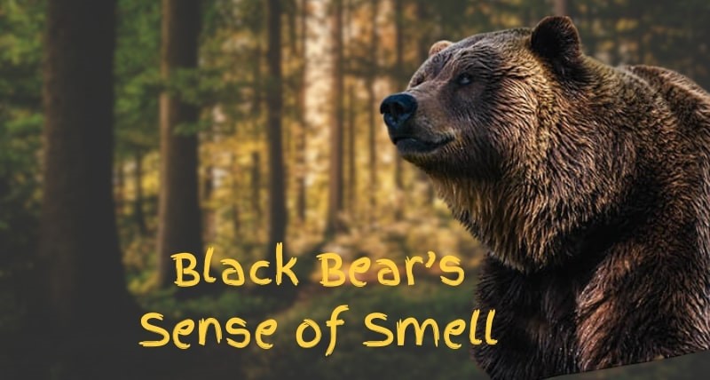 How-Good-Is-a-Black-Bears-Sense-of-Smell