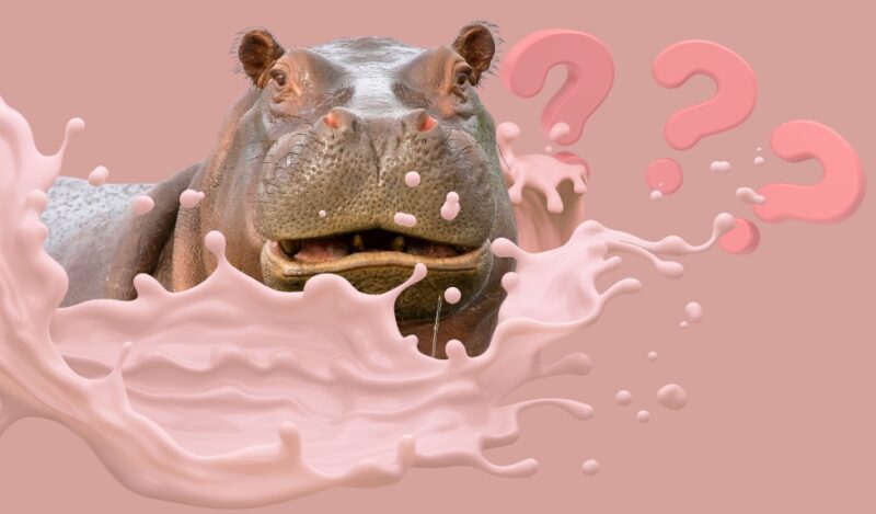 Is it Hippo Milk Really Pink