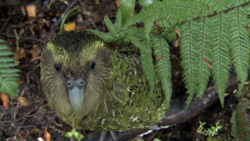 Kakapo