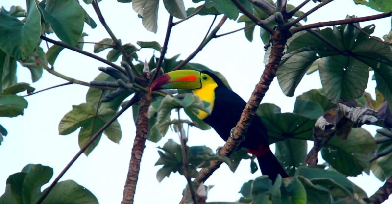 Keel-billed Toucan