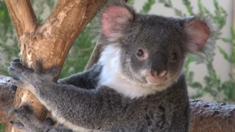 Koala