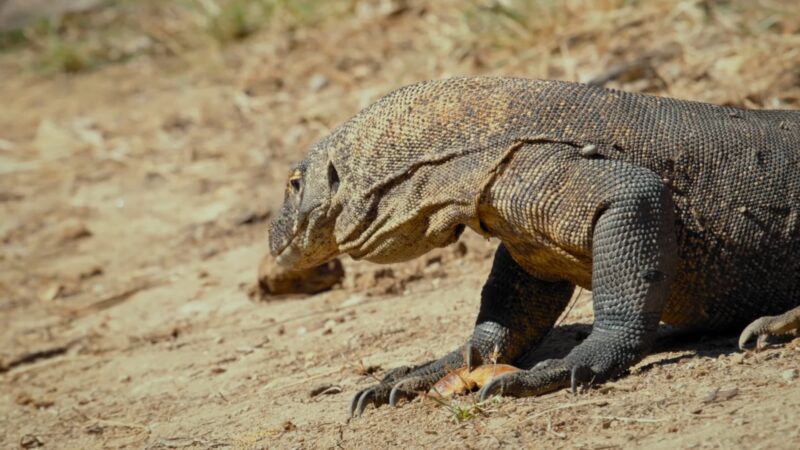 Komodo Dragon