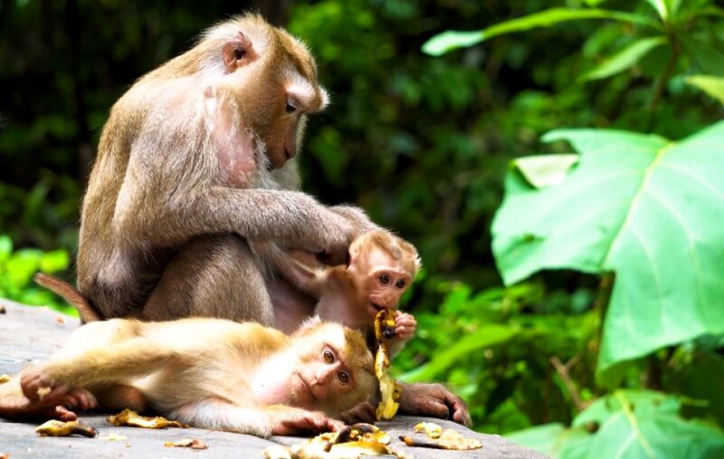 Macaques Monkeys