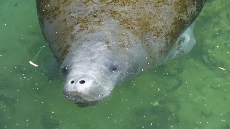 Manatee