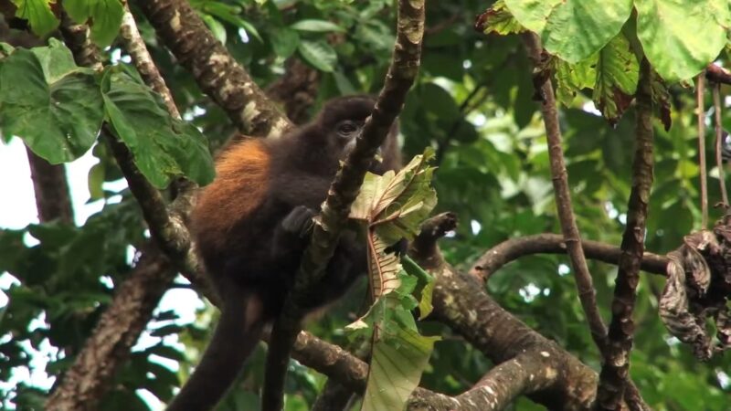 Mantled Howler Monkey