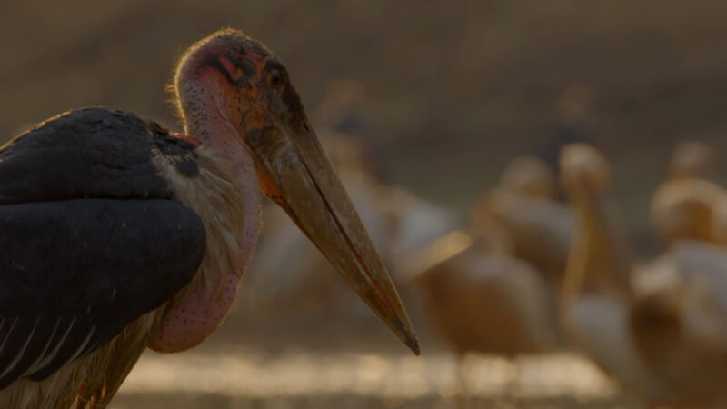 Marabou Stork