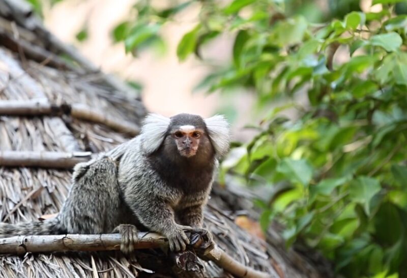 Marmosets monkey