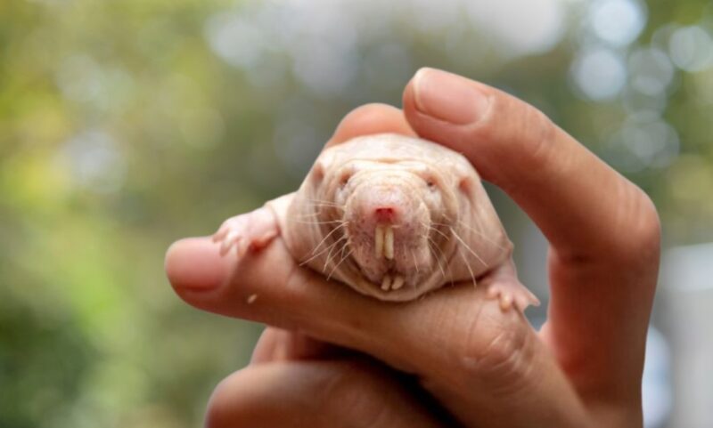 Naked Mole Rat