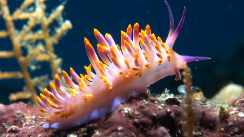 Nudibranch