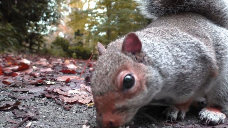 Nutritional Requirements - Squirrels 