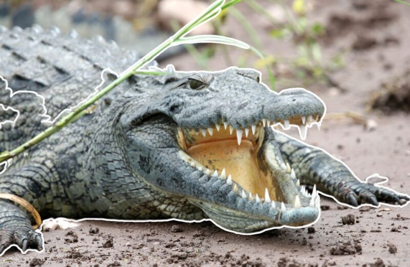 Pain Receptors crocodiles