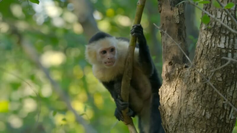 Panamanian White-faced Capuchin
