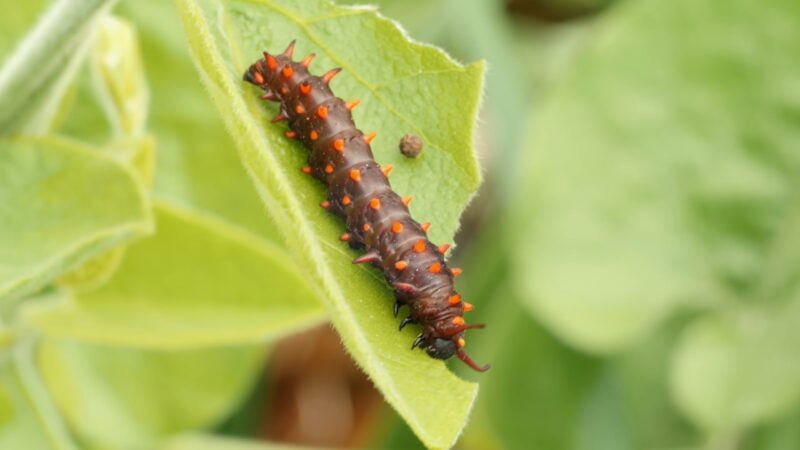 Pine Processionary Caterpillar