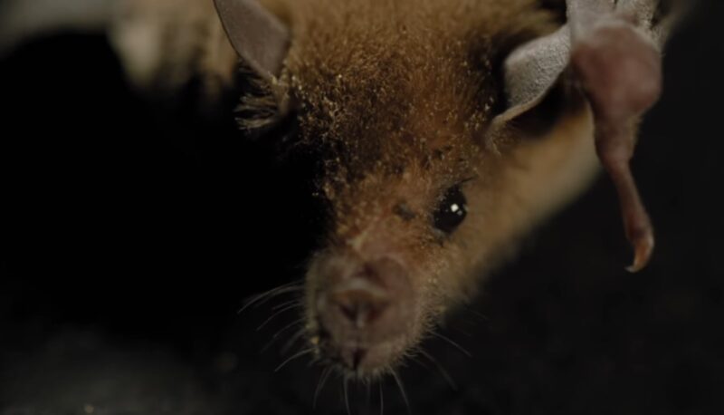 Proboscis Bat