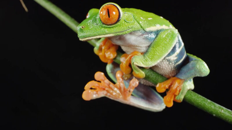 Red-eyed Tree Frog