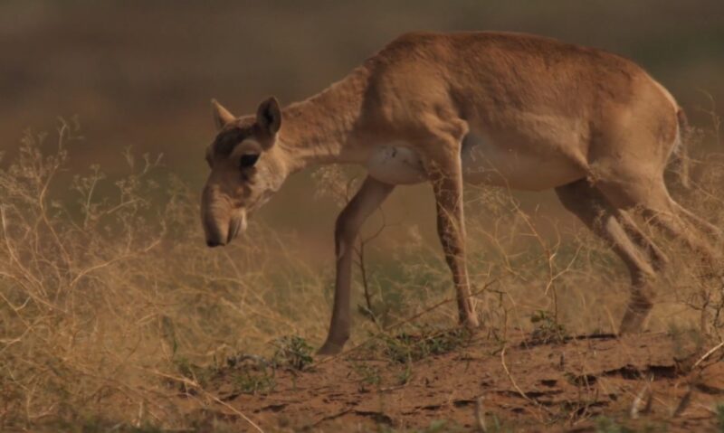 Saiga Antelope