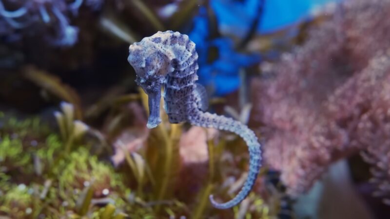 Seahorses