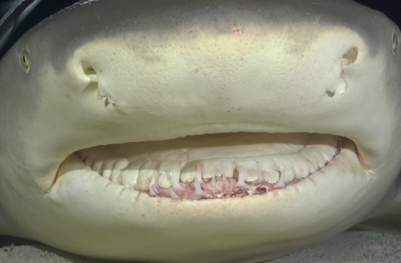 Sharks Tongue