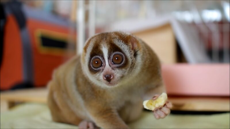 Slow Loris