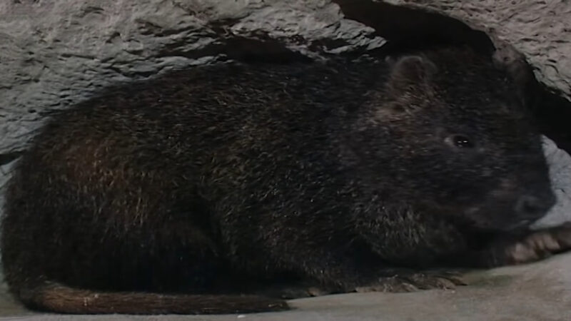 Solenodon