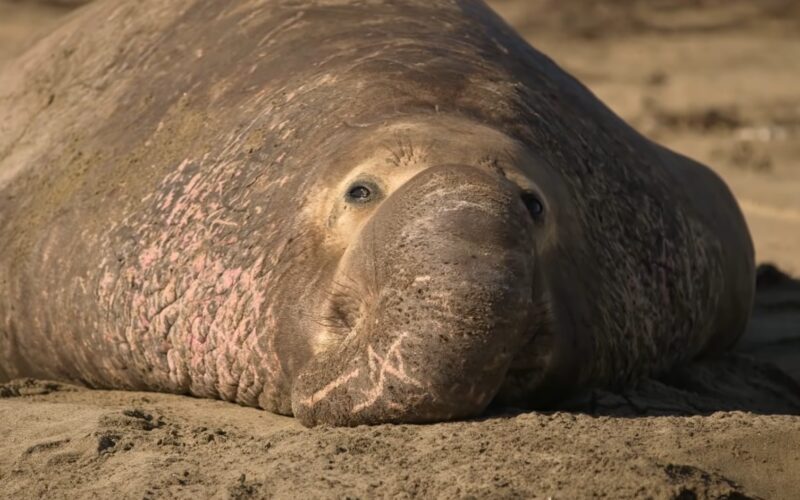 Southern Elephant Seal