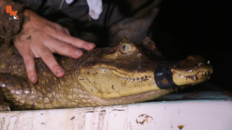 Spectacled Caiman