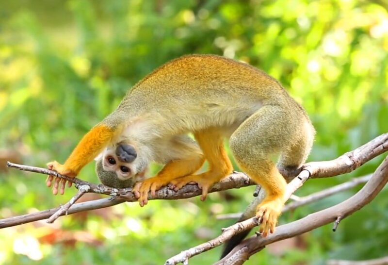 Squirrel Monkeys