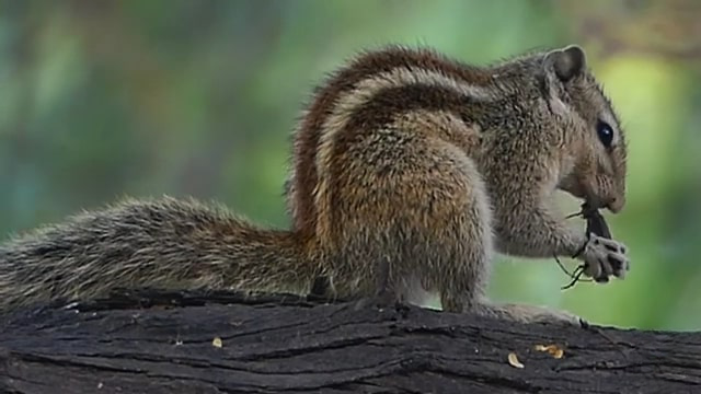 Squirrel eating an insect