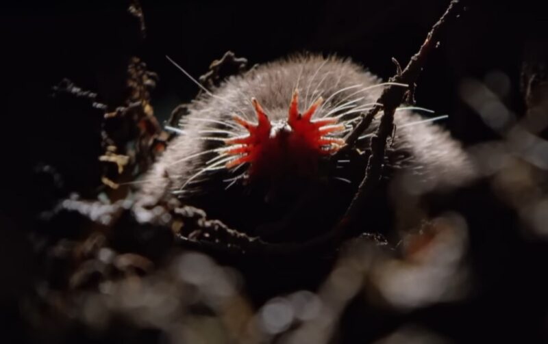 Star-Nosed Mole