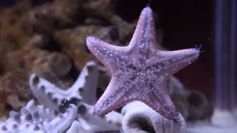 Starfish