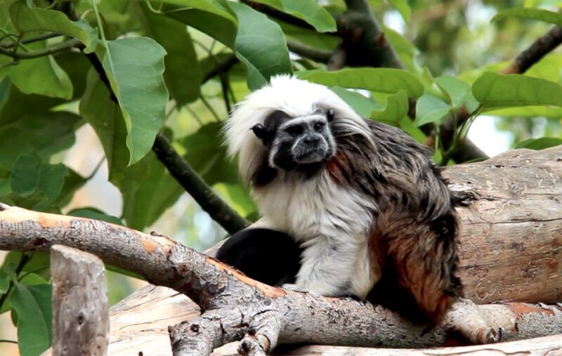 Tamarins Monkeys