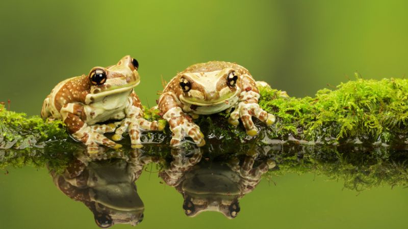 The Anatomy Of Frogs