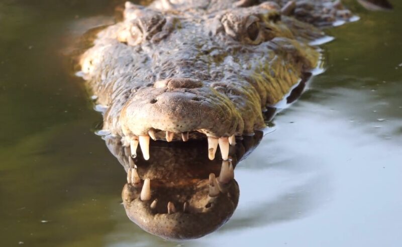 The Crocodile Pain