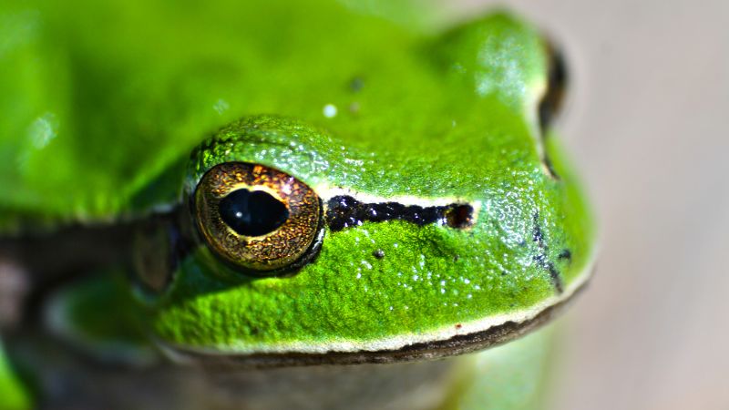 The Role Of Frog Poop in Scientific Research
