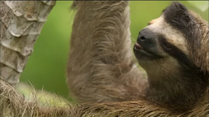 The Three-Toed Sloth