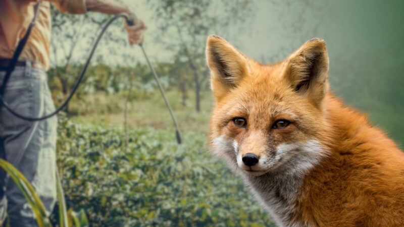 Threats to foxes’ natural diet
