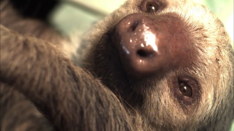 Three-toed Sloth