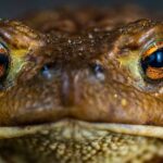 What Does Frog Poop Look Like